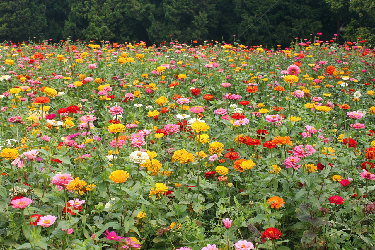 园林花卉市场员工管理策略及东北庭院花卉野菊花的种植探讨怎样管理花卉市场  第1张